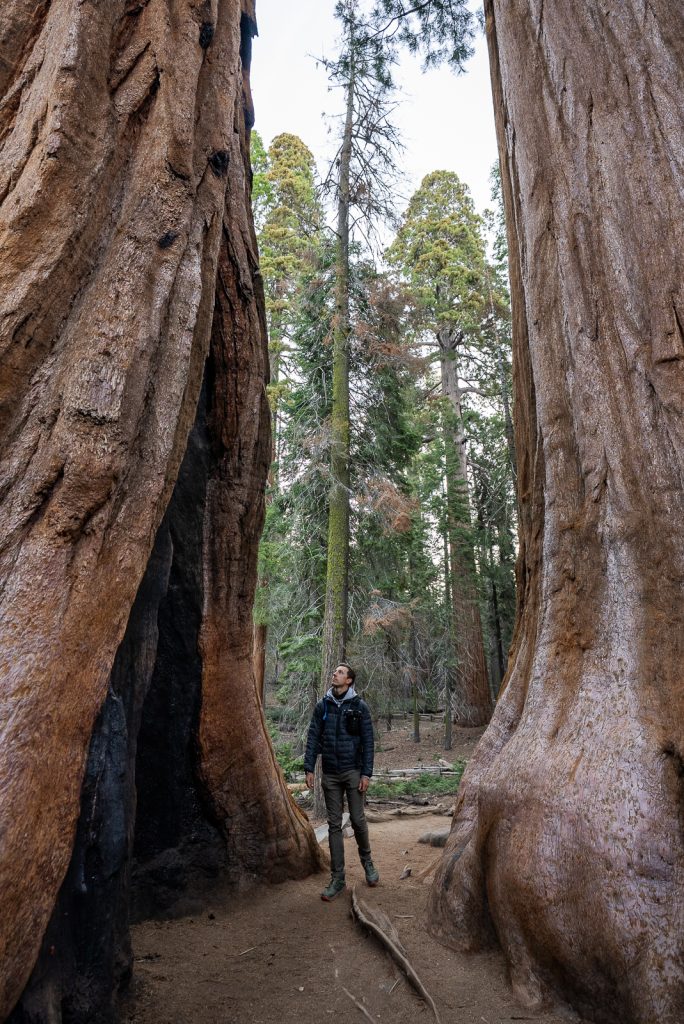 Congress Trail | Best hikes in Sequoia National Park