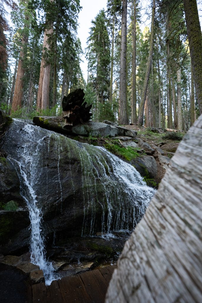 Congress Trail | Best hikes in Sequoia National Park
