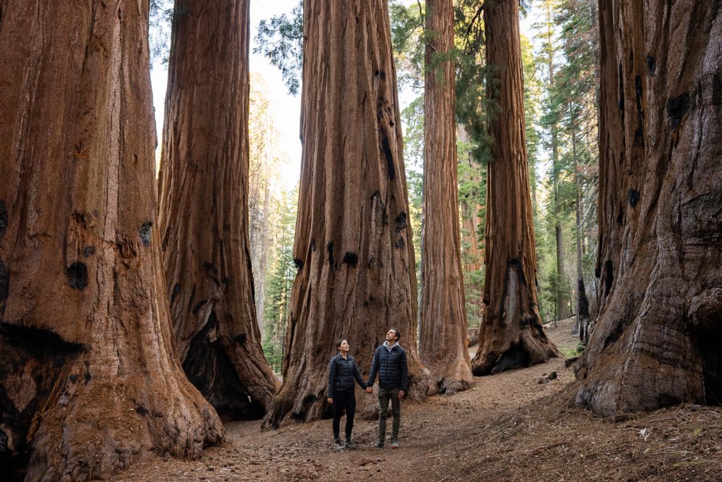 Congress Trail | Best hikes in Sequoia National Park