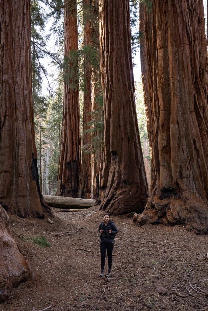 Congress Trail | Best hikes in Sequoia National Park