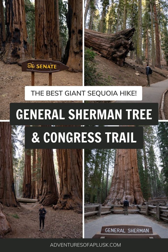 General Sherman Tree & Congress Trail: The Ultimate Giant Sequoia Hike!