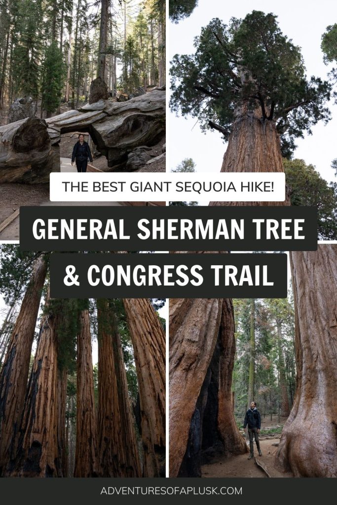 General Sherman Tree & Congress Trail: The Ultimate Giant Sequoia Hike!