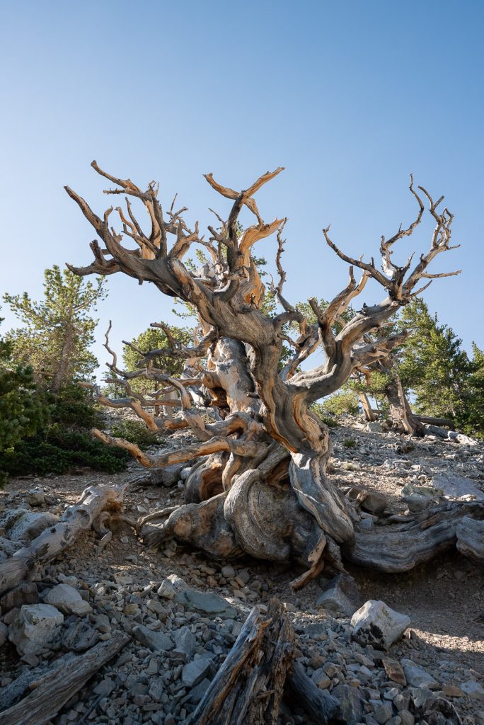 Bristlecone Pines | Best Hikes in Great Basin National Park