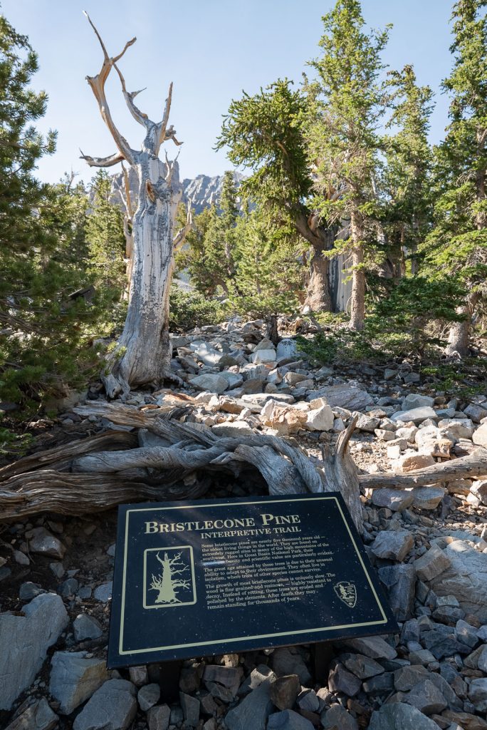 Bristlecone Pines | Best Hikes in Great Basin National Park