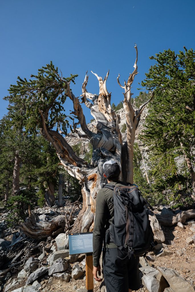 Bristlecone Pines | Best Hikes in Great Basin National Park