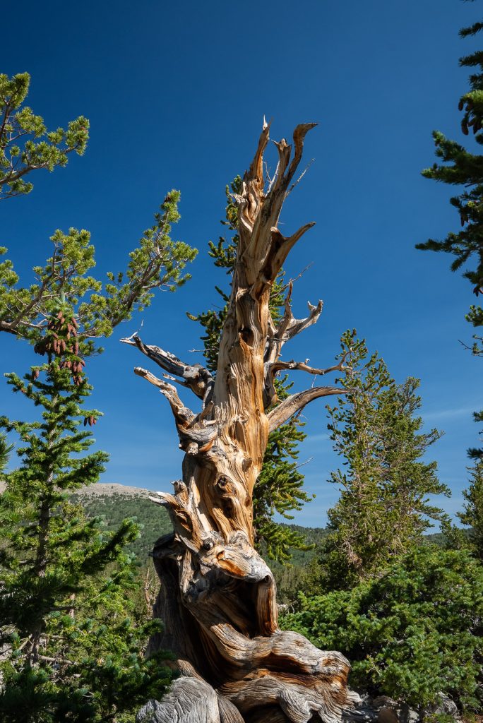 Bristlecone Pines | Best Hikes in Great Basin National Park