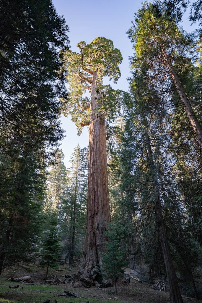 General Grant | Best Things to do in Kings Canyon National Park