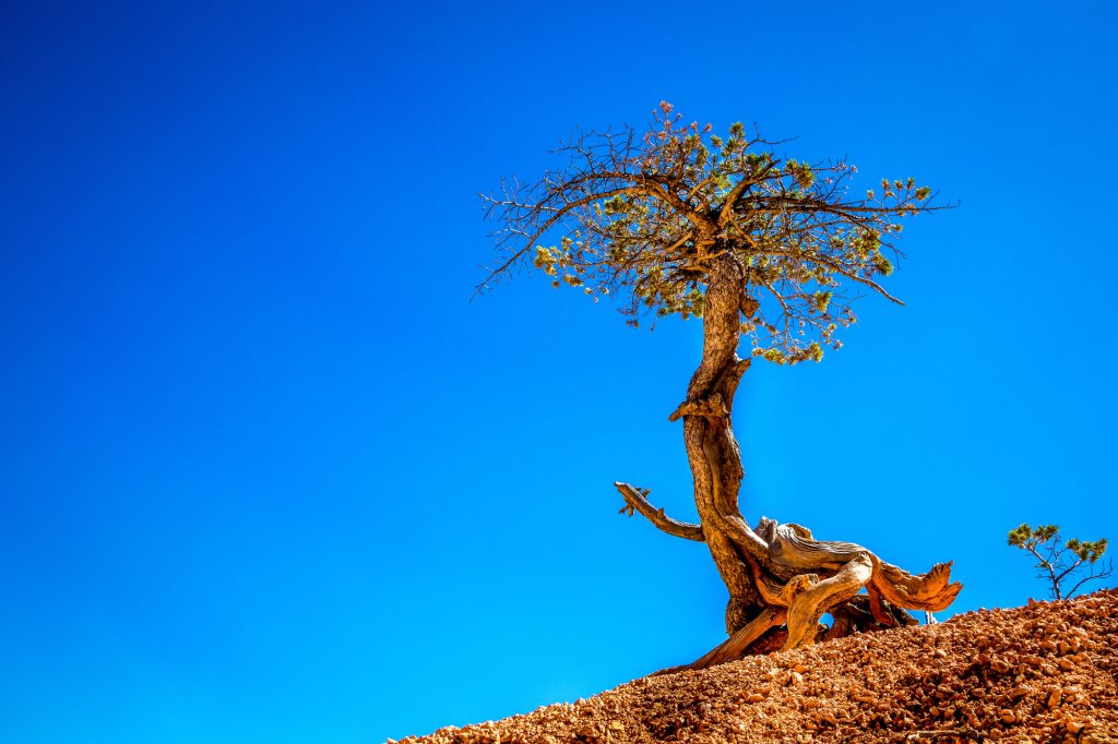 Bristlecone Trail | Best hikes in Bryce Canyon