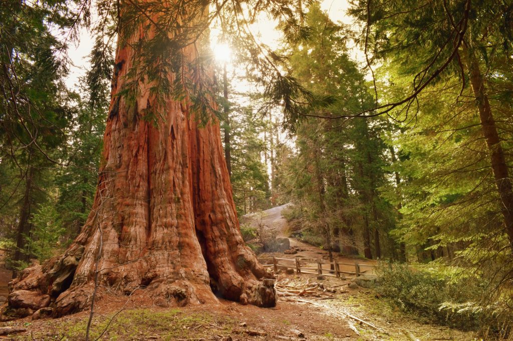 General Grant Tree | California National Parks Road Trip