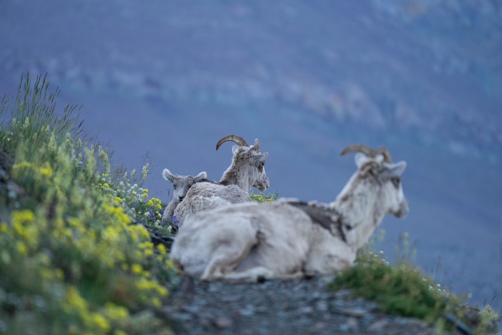 Scenic Point | Best hikes in Glacier National Park
