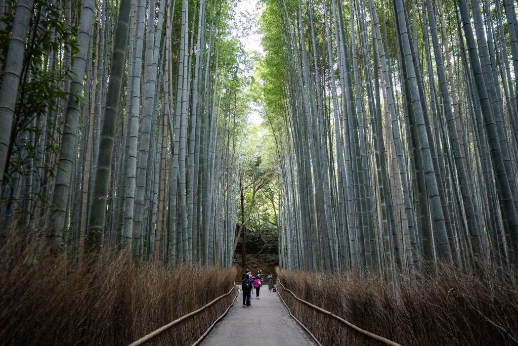 Arashiyama Bamboo Grove | 3 days in Kyoto Itinerary