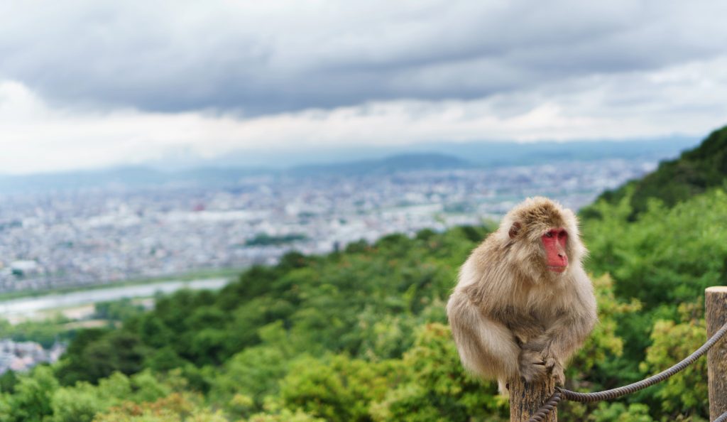 Iwatayama Monkey Park | Best things to do in Kyoto