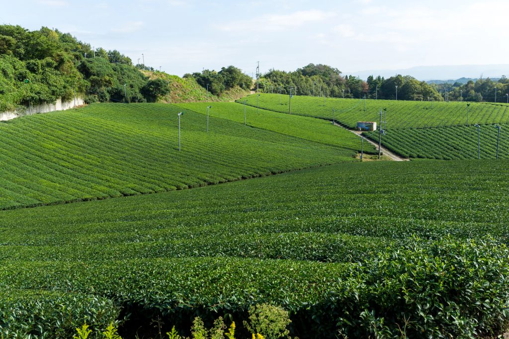 Tea Farm Kyoto | Best things to do in Kyoto