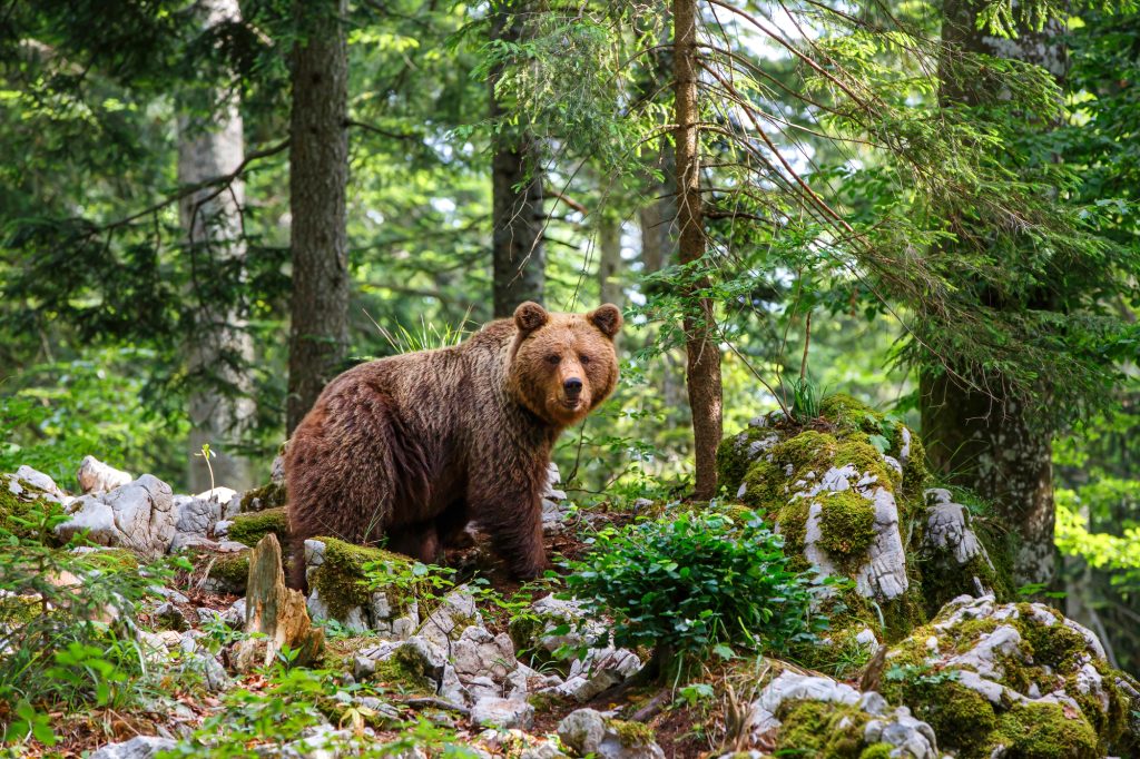 Things to do in Slovenia
