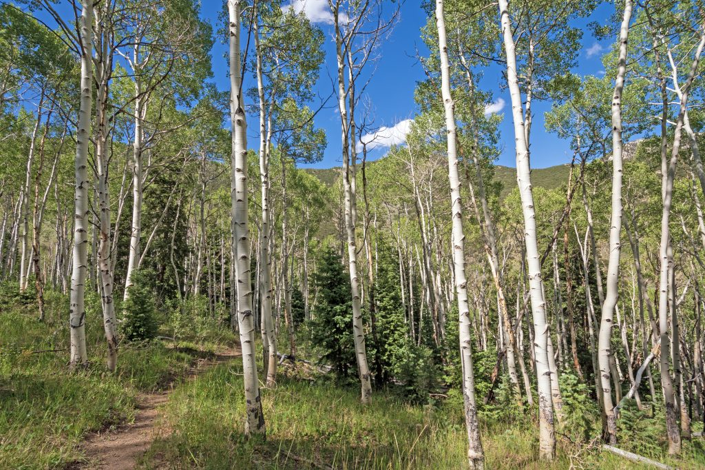 Lehman Creek Trail Best Hikes at Great Basin