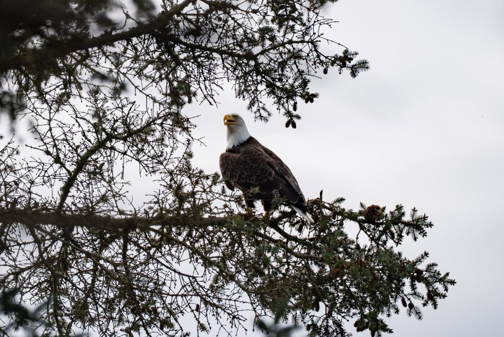 Fort Ebey State Park | Things to do on Whidbey Island