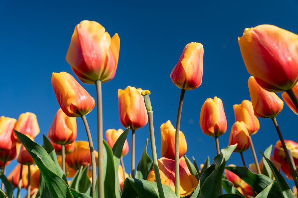 Tulip Festival | Things to do in Washington, Best places to visit in Washington