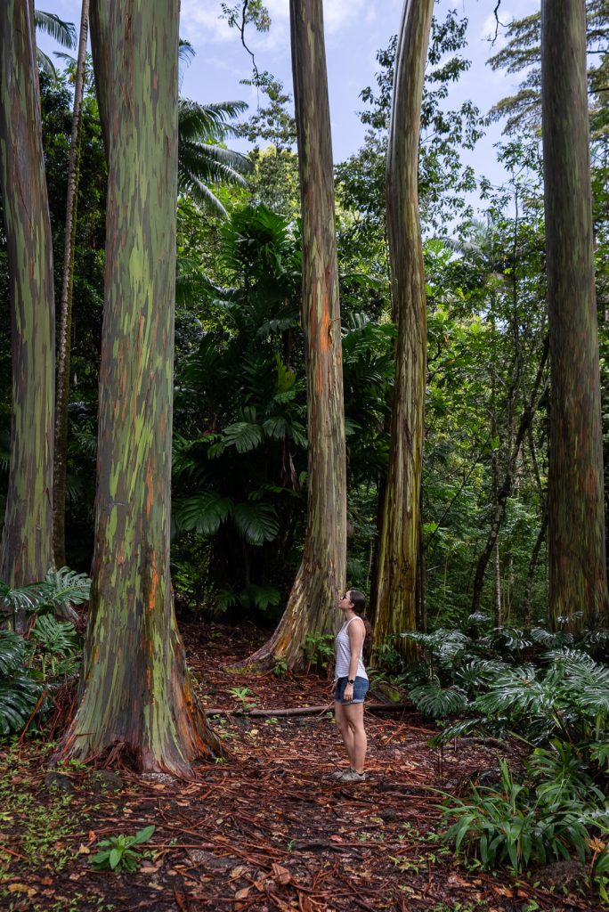 Ke'Anae Arboretum - Best Stops on the Road to Hana