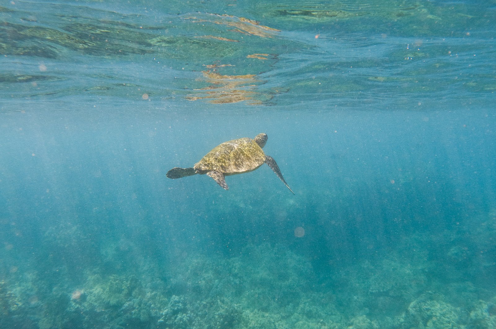 Our Top 20 Maui Travel Tips for First Time Visitors