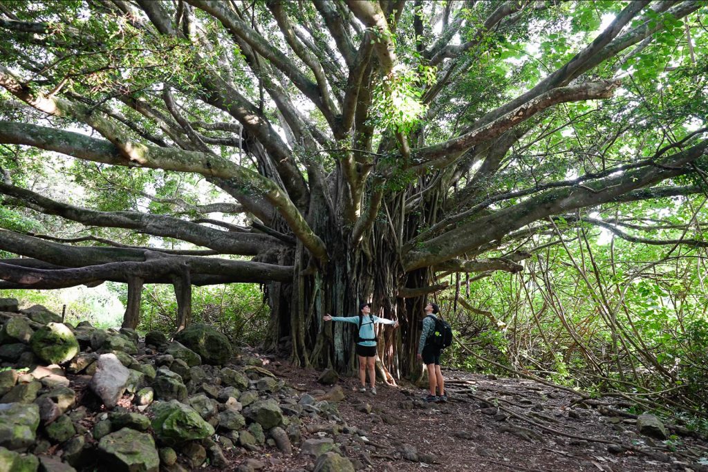 Pipiwai Trail to Waimoku Falls