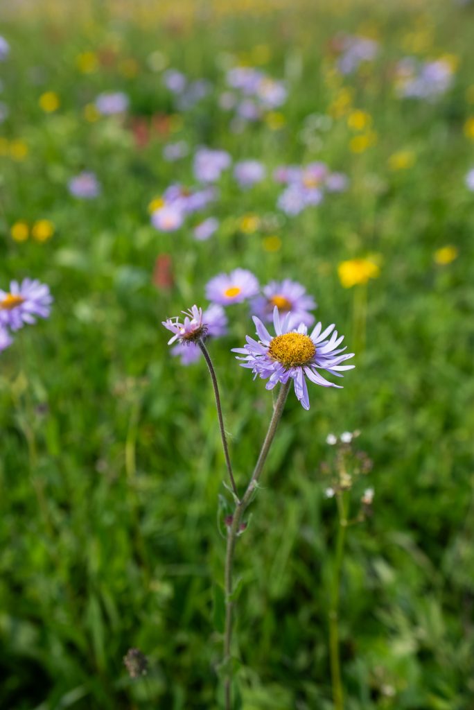 Trophy Meadows- Wells Gray Provincial Park