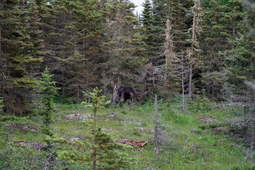 Moose at Isle Royale National Park